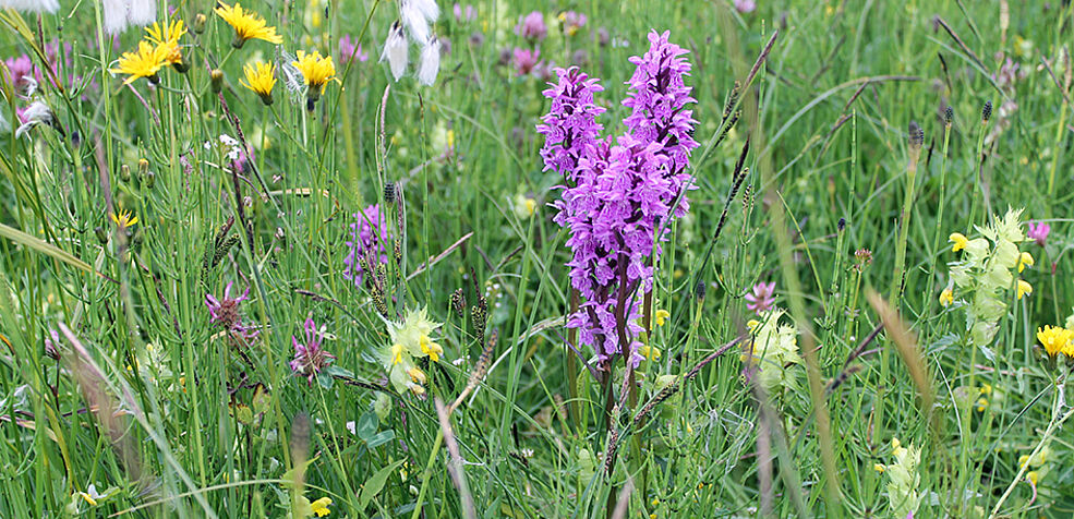 D. majalis around Hall in Tirol, Austria. (picture: O. Paun)